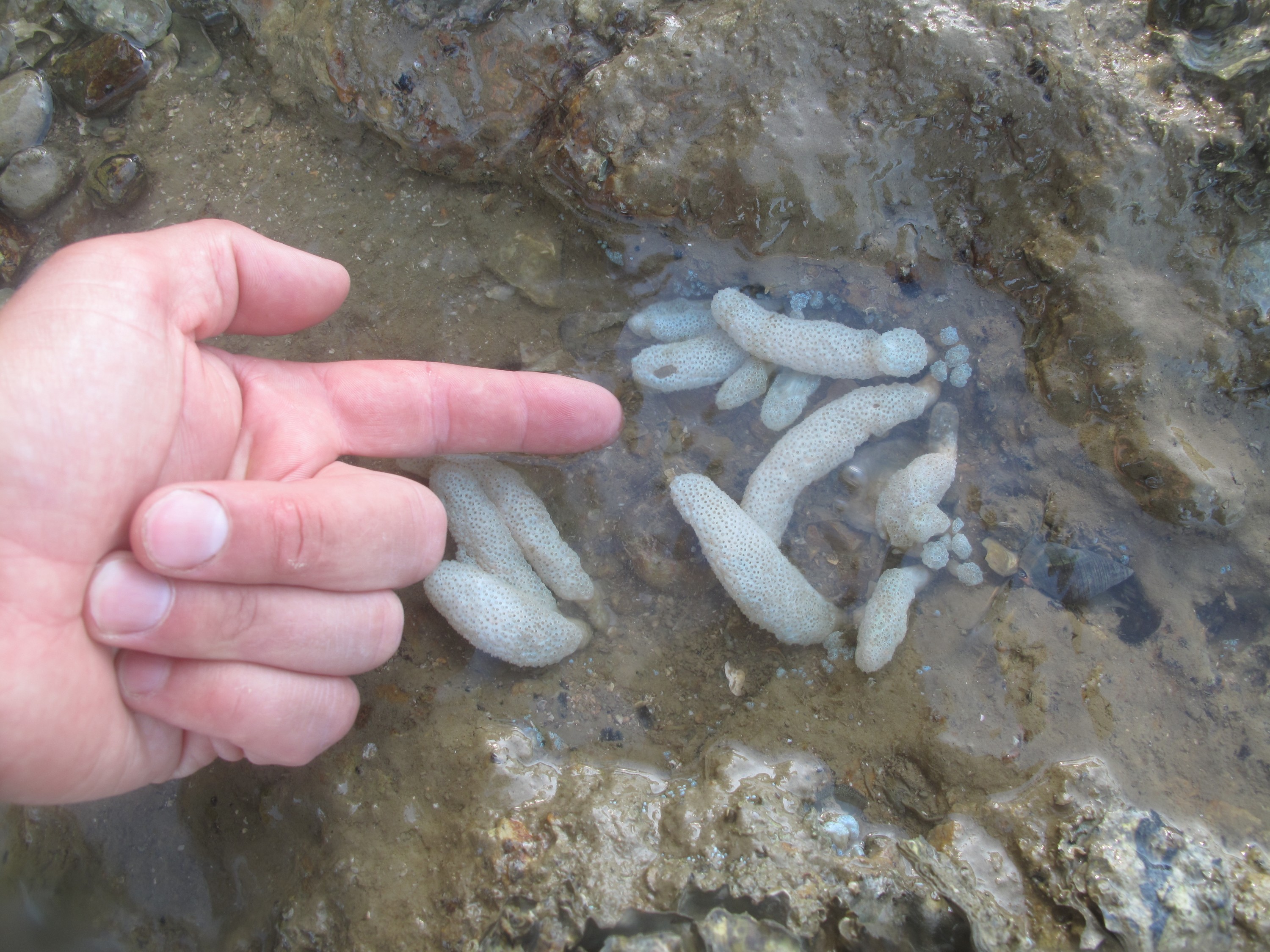 IMG_1785 – new, zealand, new zealand, nz, crispin, Eudistoma, elongatum , crispin, marine, pest, sea squirt, squirt, ascidian, bay of islands